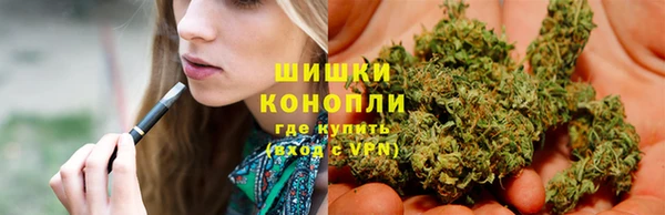 индика Ельня