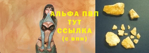 индика Ельня