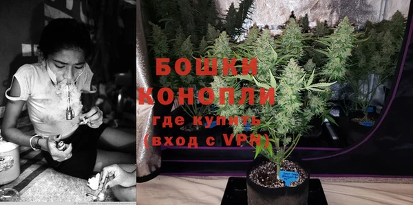 индика Ельня